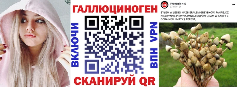 Псилоцибиновые грибы Psilocybe  закладки  Отрадное 